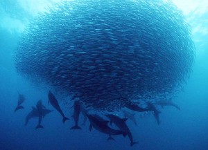 Sardines Run