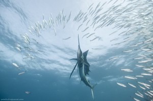 Sardines Run