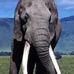 Elefant Elefant